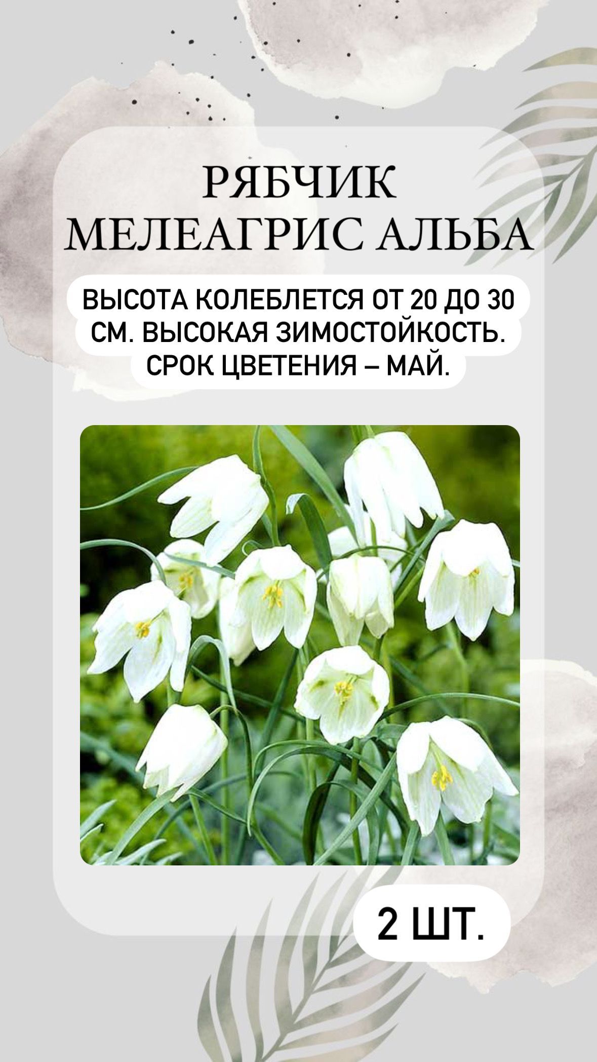 Купить Луковицы Рябчиков Недорого