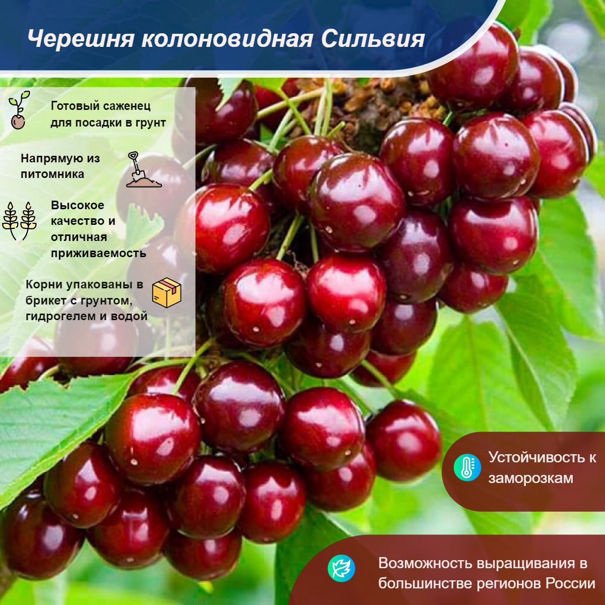 Черешня колонновидная Сильвия выращивание и уход Черешня колоновидная Сильвия