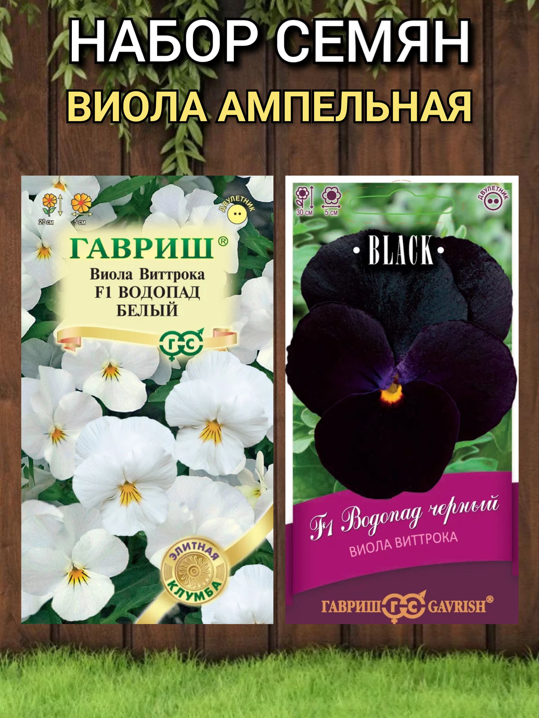 Виола ампельная