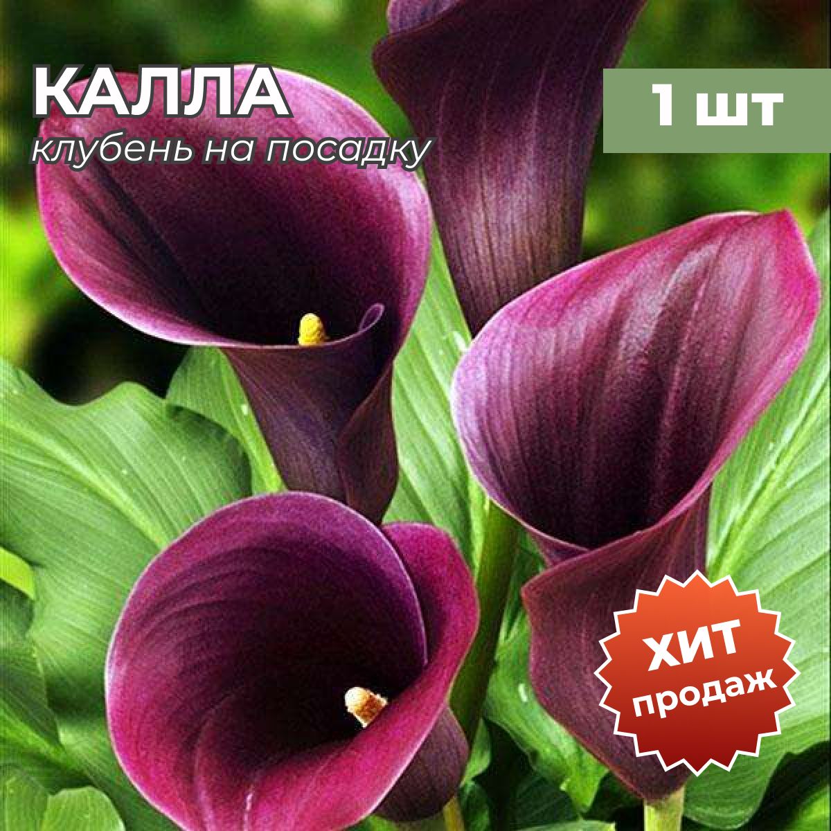 Купить Луковицы Каллы В Интернет Магазине Недорого