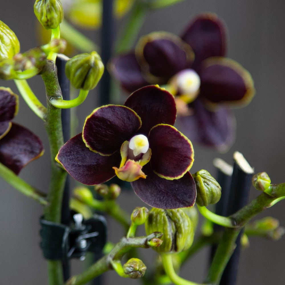 Орхидея Фаленопсис Черная