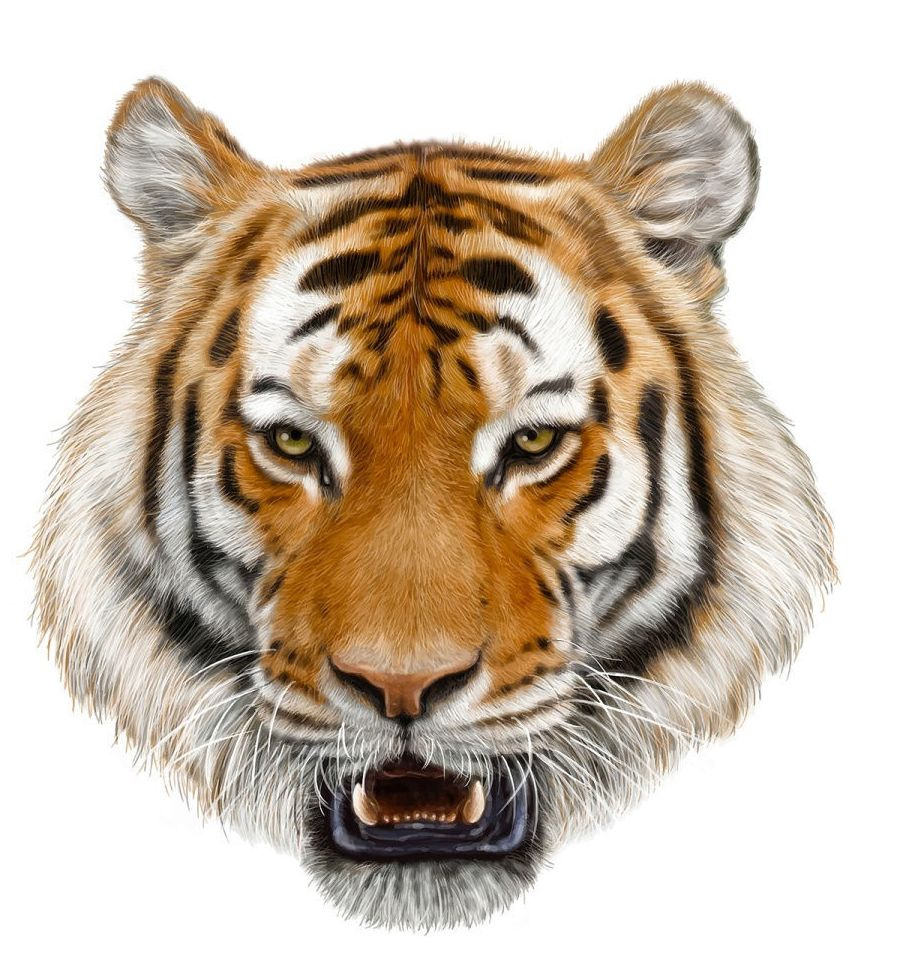 Голова тигра на белом фоне