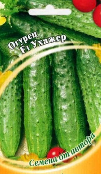 Огурцы ухажер отзывы фото