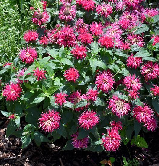 Wild Bergamot ..Bee Balm.. easy natives Bee balm, Plants, Lawn and landscape