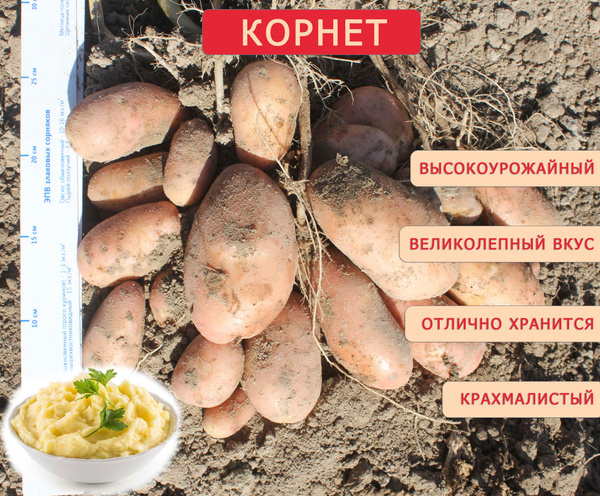 Картофель Агроцентр Коренево Картофель семенной Корнет - купить по ...