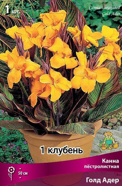 Клубни Канны ПОИСК Агрохолдинг купить по выгодной цене в интернет ...