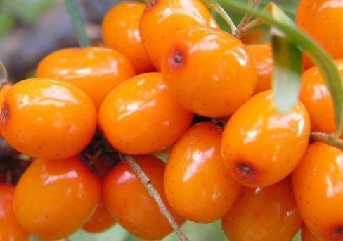 Облепиха Озон