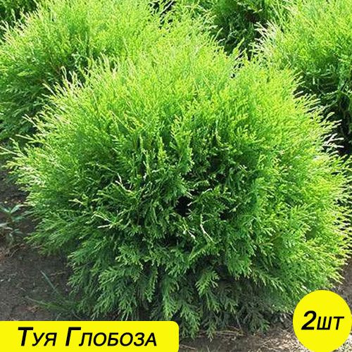 Туя шаровидная Глобоза - купить с доставкой по выгодным ценам в ...