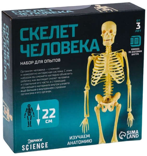 Сборная анатомическая 3D модель "Скелет человека", изучаем строение ...