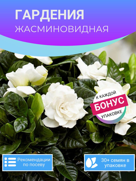 Советы по уходу за этим растением