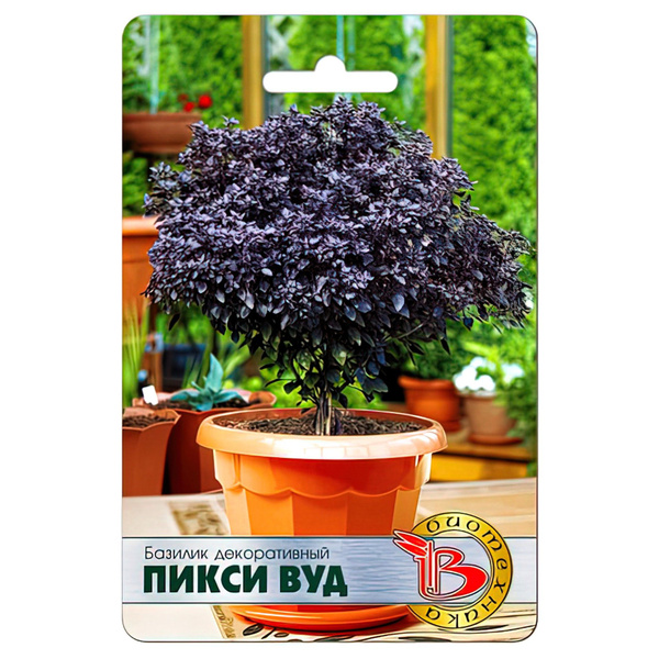 Пикси вуд базилик