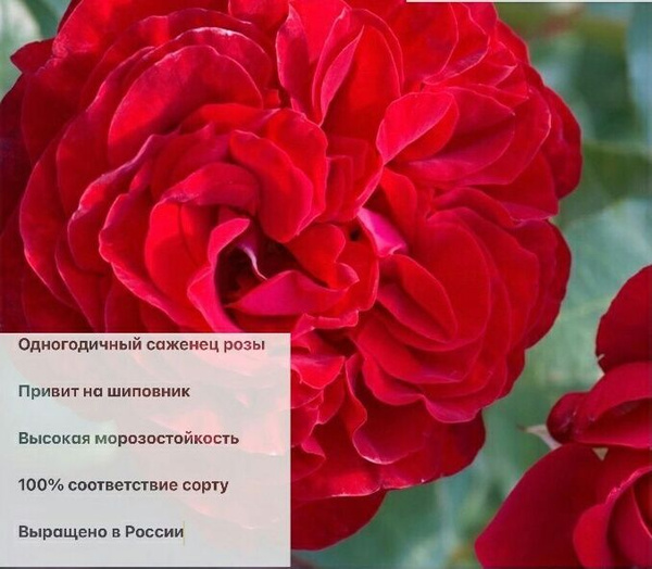 Роза Флорибунда Tornado (Торнадо) - купить с доставкой по выгодным ...
