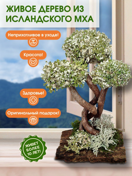Живое дерево интерьерное из исландского мха, три кроны 23 см купить на ...