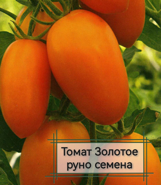 Томат золотое руно фото