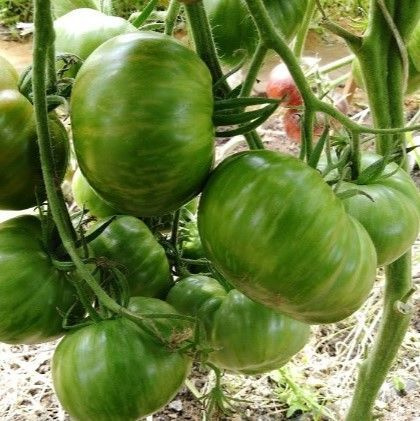 Томаты Deodar SEEDS COMPANY Томат3_Томат Козула 25 - купить по выгодным ...
