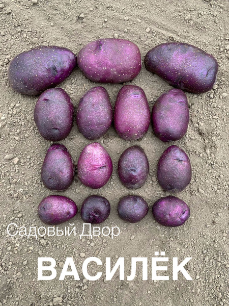 Картофель Картофель - купить по выгодным ценам в интернет-магазине OZON ...