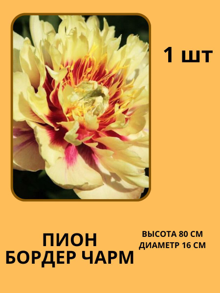 Пионы Корни Пионов - купить по выгодным ценам в интернет-магазине OZON ...