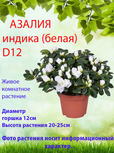 Азалия индика, 12 дм, 1 шт - купить по выгодной цене в интернет ...