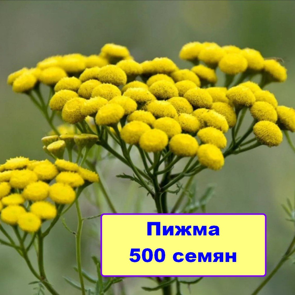 Лекарственные травы Пижма Обыкновенная - купить по выгодным ценам в ...