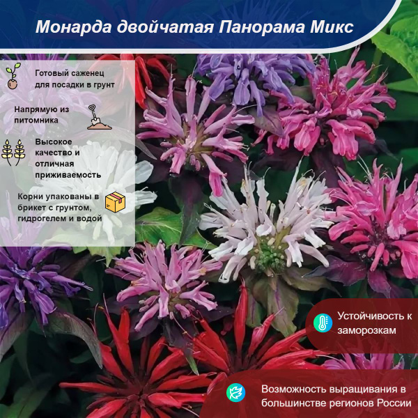 Монарда двойчатая Панорама Микс - купить с доставкой по выгодным ценам ...