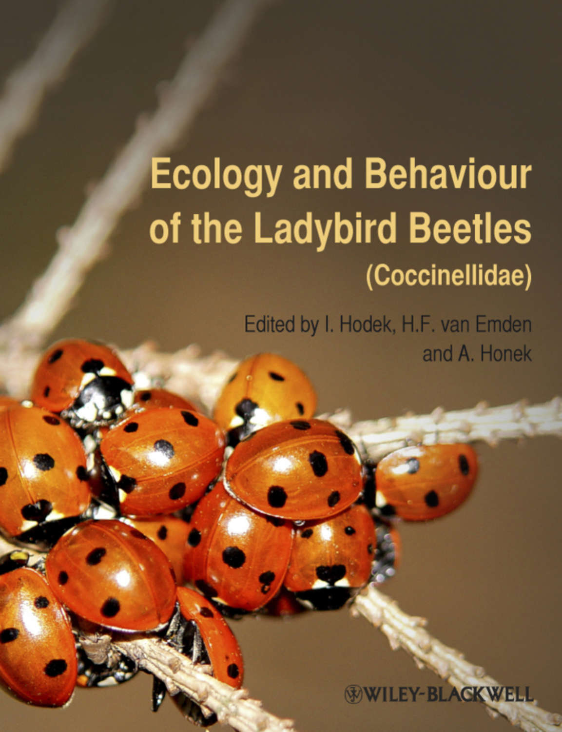 coccinellidae