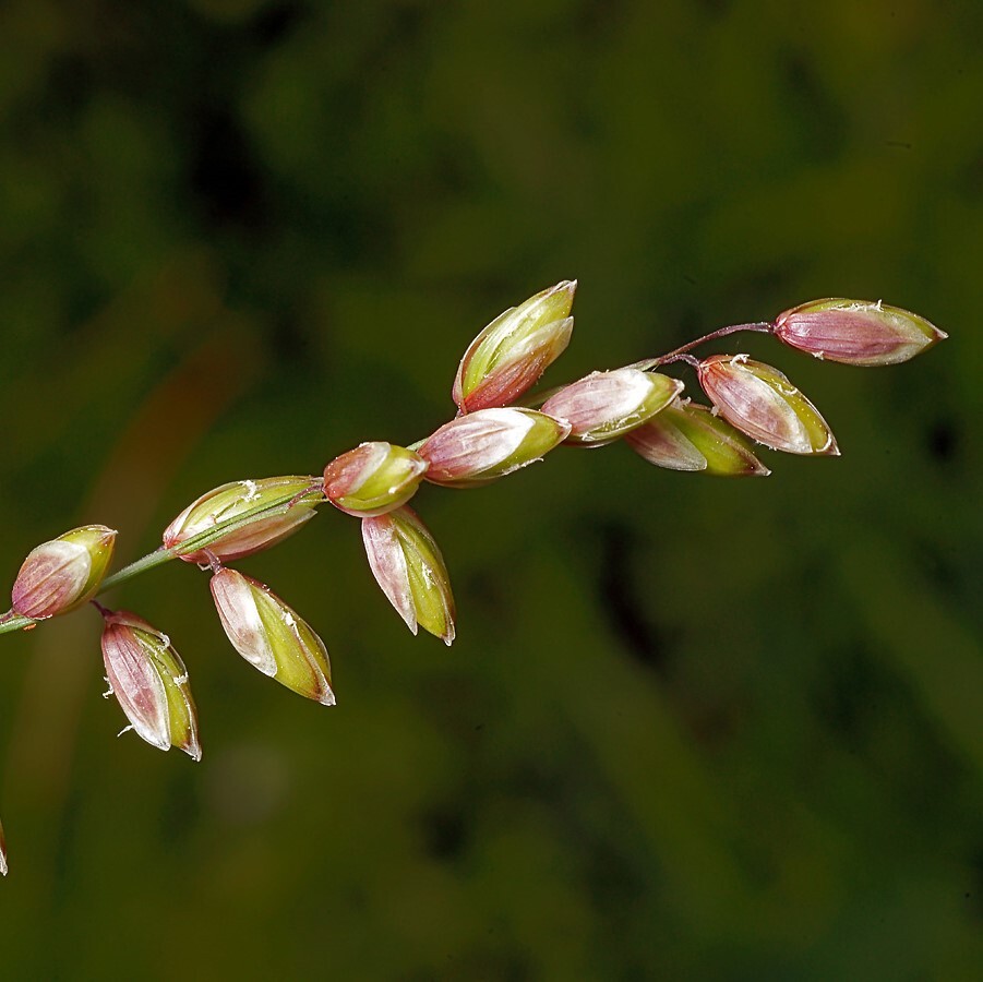 Перловник высочайший (Melica altissima).