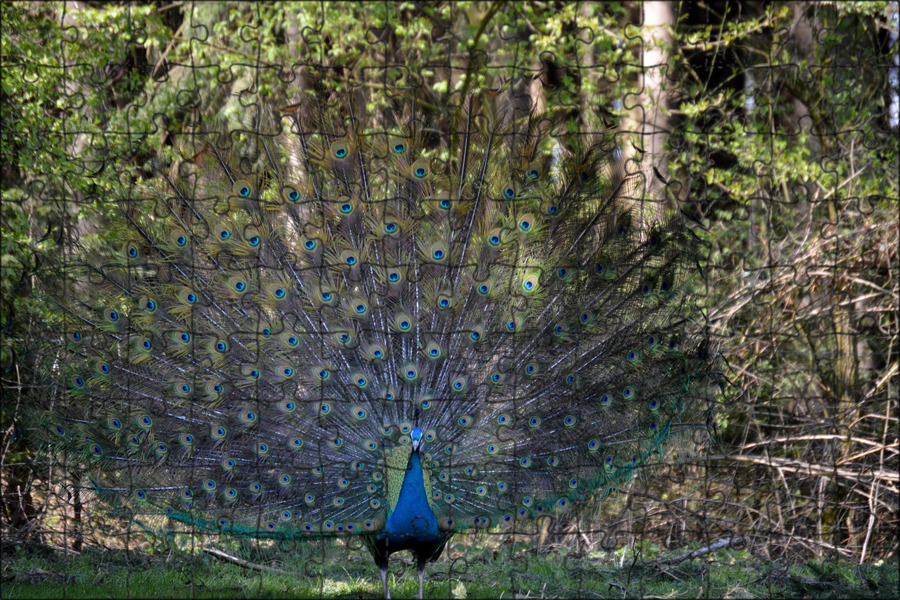 Indian Peafowl Wild Kratts Wiki Fandom