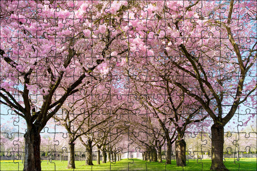Cherry blossom отзывы. Черри блоссом дерево. Сакура черри блоссом. Pink черри блоссом дерево деревья. Сакура дерево цветение.