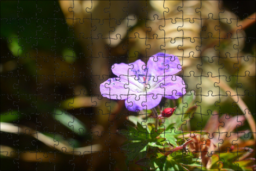 Free Images : landscape, nature, blossom, mountain, sky, field, meadow, prairie,