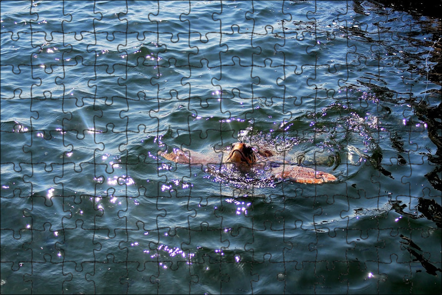 Human sea. Морской человек. Самое большое существо под водой.