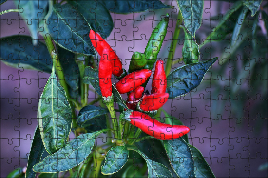 File:Starr 070112-3413 Capsicum annuum.jpg - Wikipedia