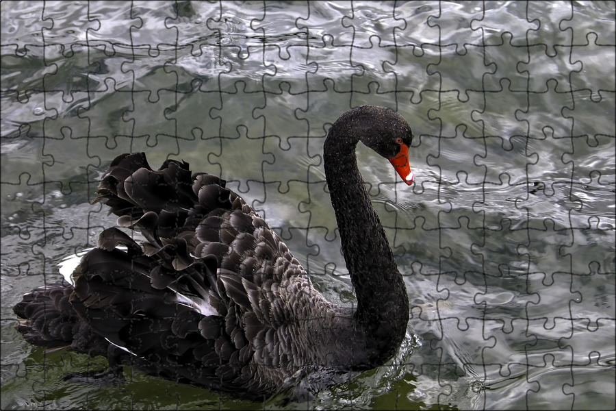 Лебединое озеро черный лебедь