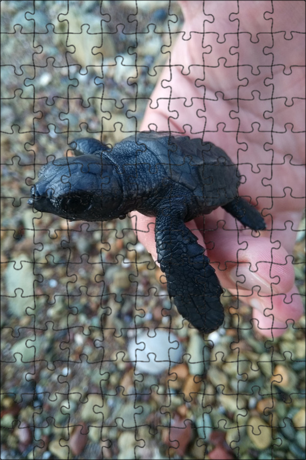 Красноухая черепаха маленькая. Черепаха каретта (логгерхед). Морская черепашка красноухая. Маленькая черепашка. Красноухая черепаха маленькая.