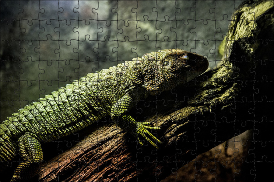 Биология 7 класс пресмыкающиеся тесты с ответами. Тест по теме пресмыкающиеся. Земноводные и пресмыкающиеся 2 класс. Характеристики пресмыкающихся игуан. Контрольная работа по теме класс пресмыкающиеся.