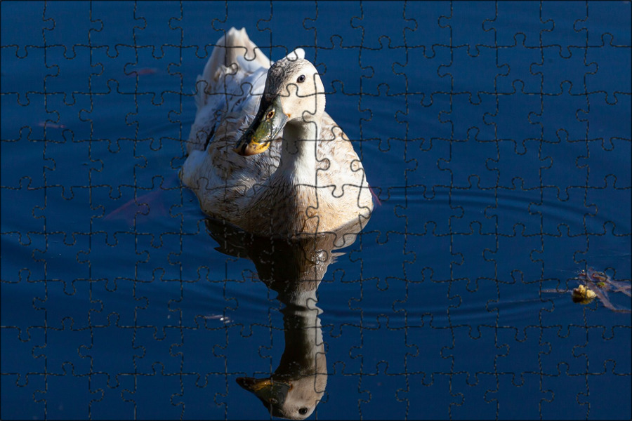 Белое озеро утка. Утки плавают в пруду или на пруду. Белая утка плавает. Утка белая. Утки белые милые.