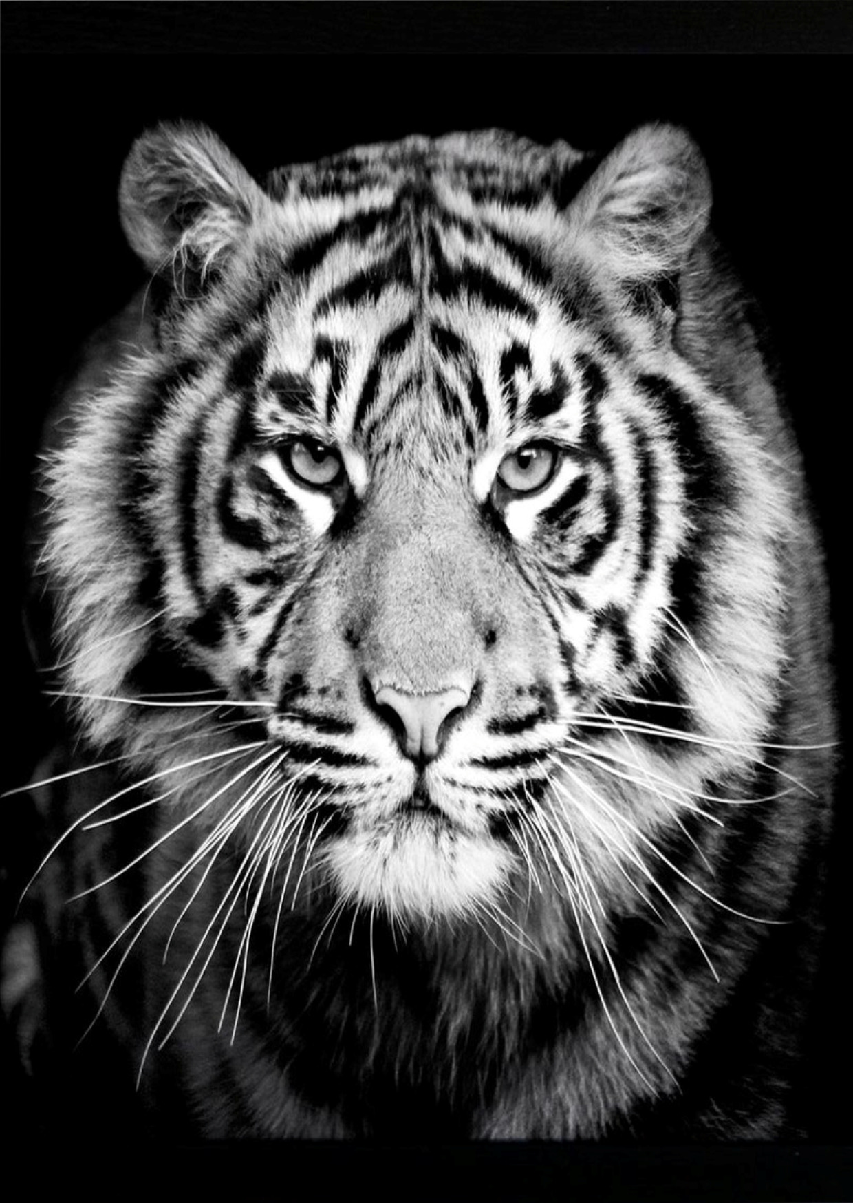 Тигр в черно белом цвете