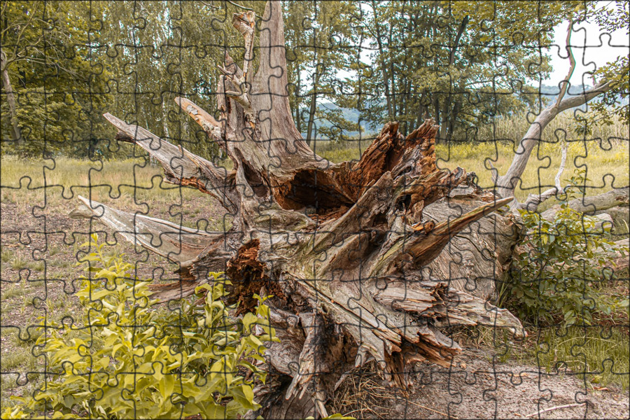 Вырица корни деревьев. Корень волоса. Составить предложение со словом корень зуба. Корень слова корень. Слова к слову сад.