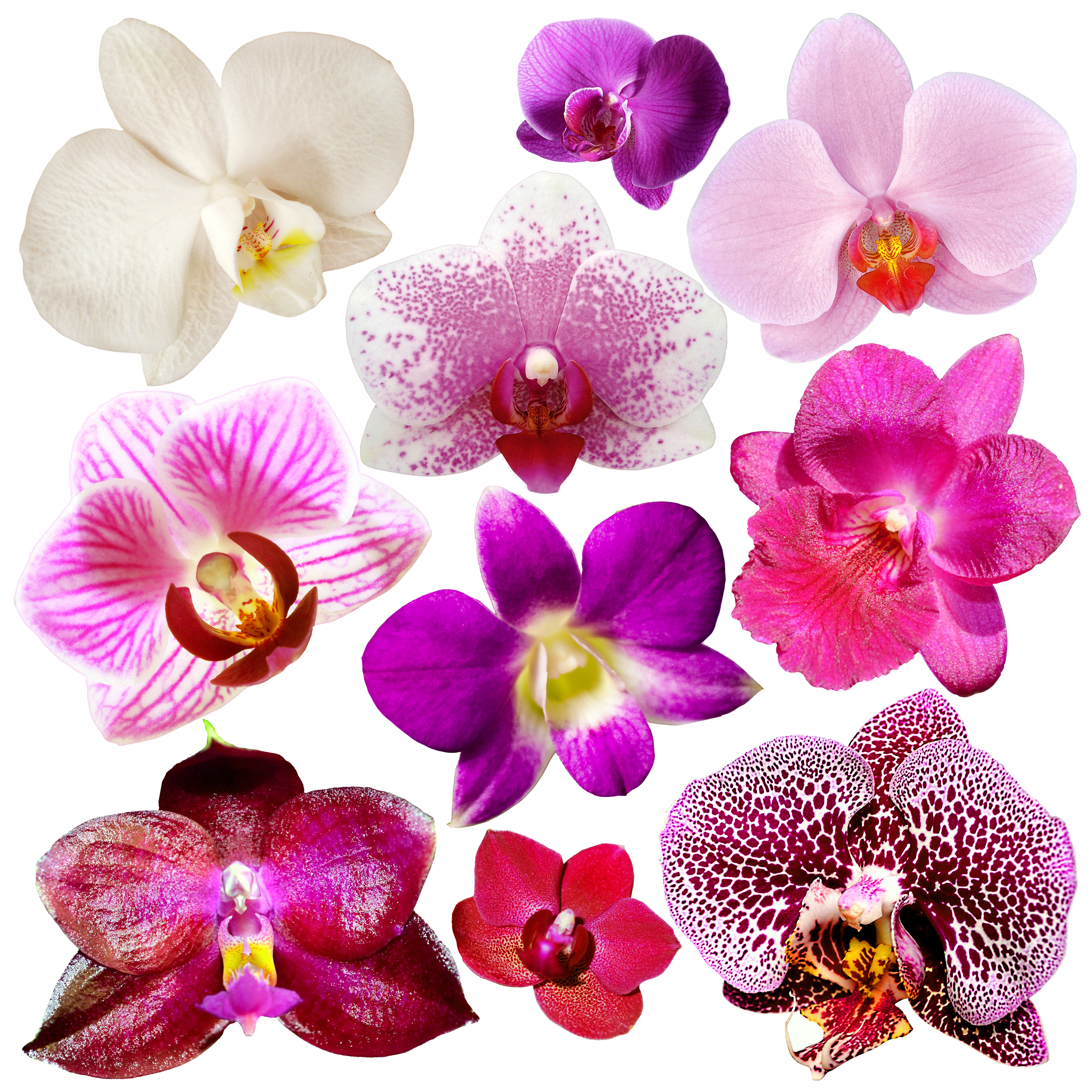 Орхидея isolated