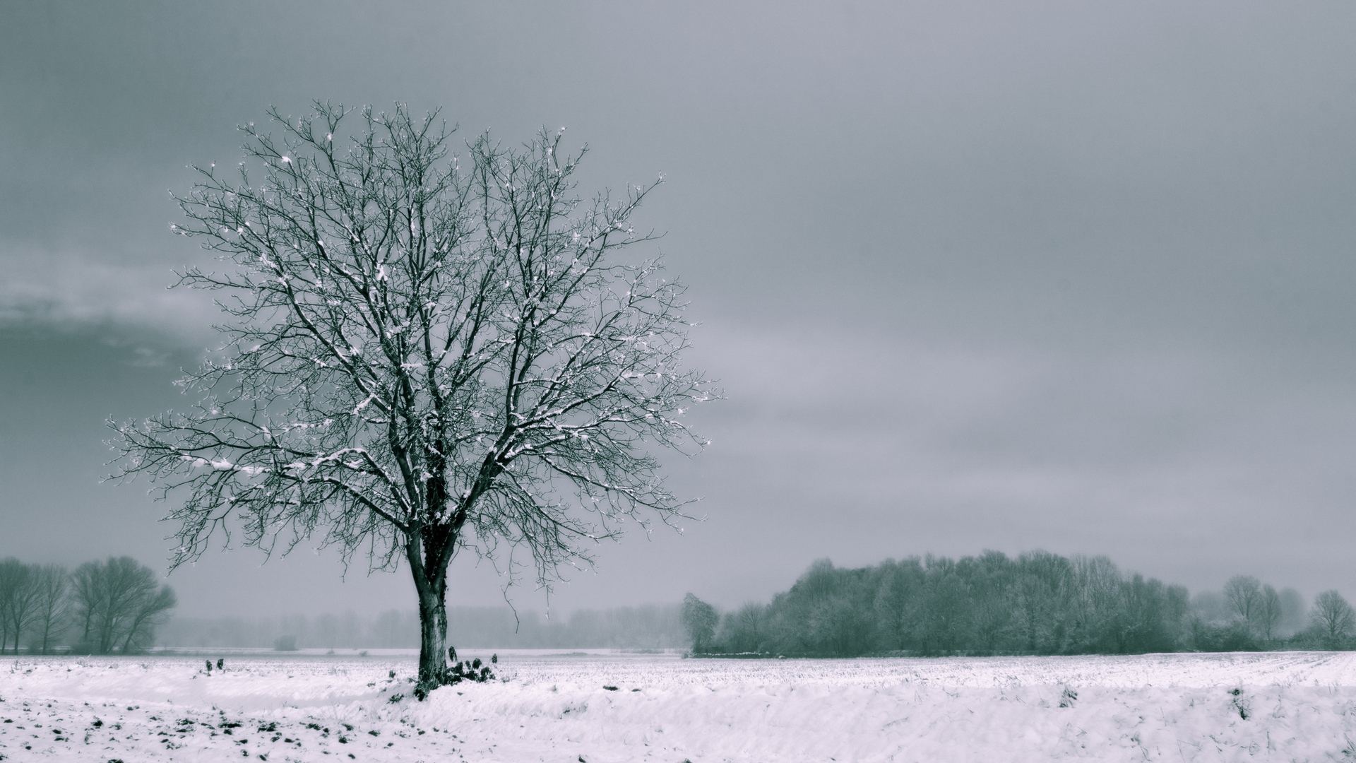 Тополь Дерево Зимой