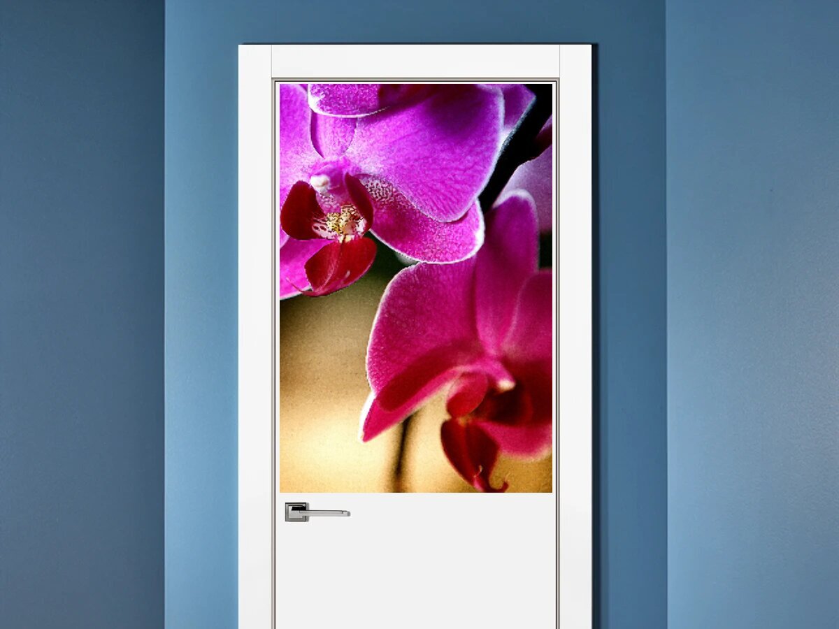 Орхидея елец. Орхидея phalaenopsis pasadena. Фаленопсис scenza. Цветочный магазин елец эльта. Орхидея в цветочном магазине.