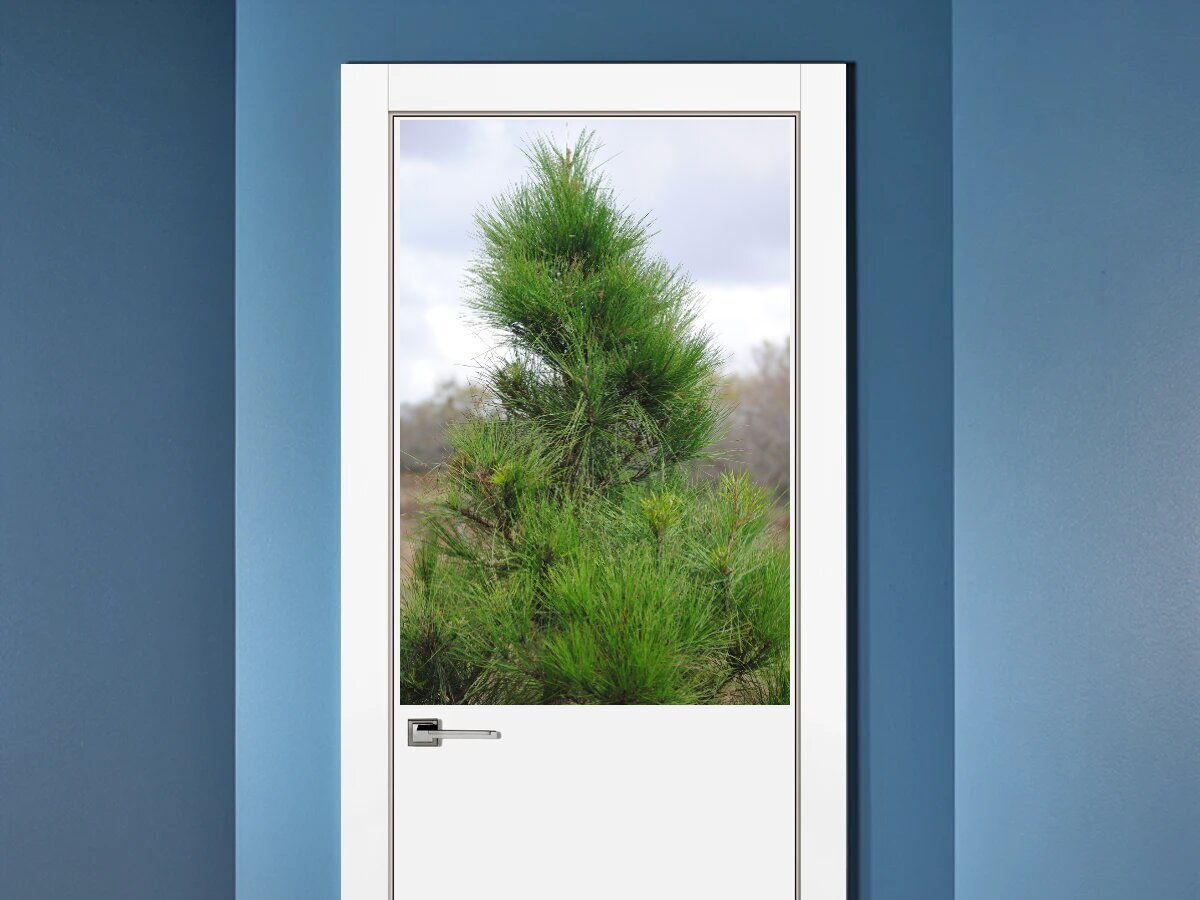 постер сосны. постер сосна в рамке. постер сосна. постер сосна. постер сосна.