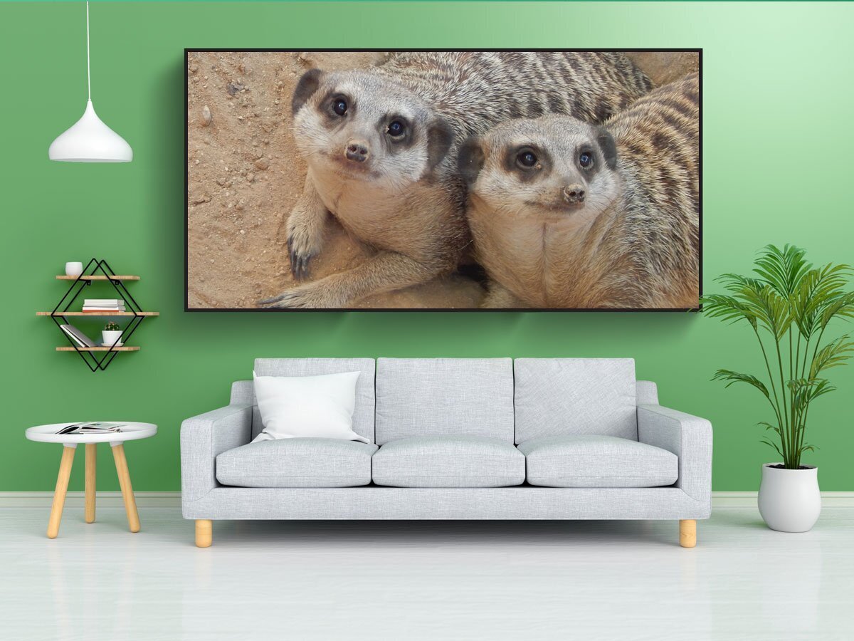 Сурикат суши. Сурикат суши. Сурикат суши. Сурикат суши. Сурикат суши.