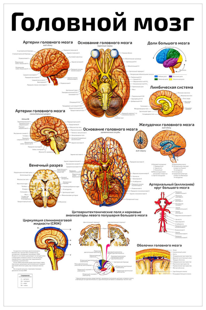 ПлакатобучающийА2ламинир.Головноймозгподробномедицинскийанатомическийплакат457x610мм