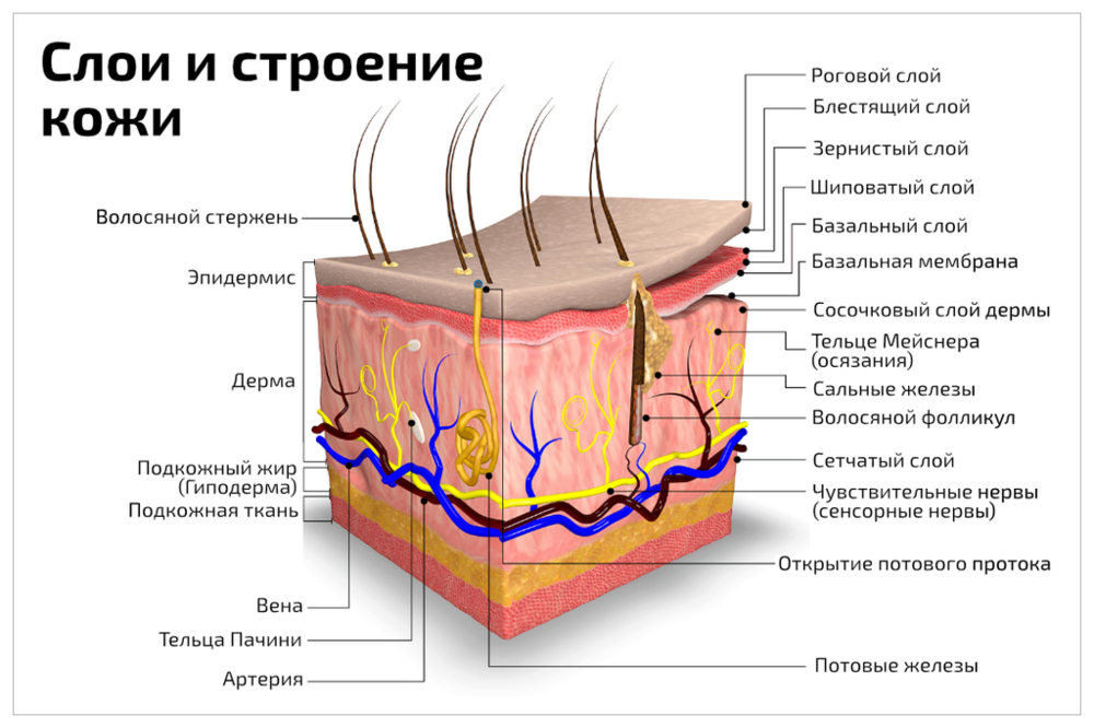 Строение кожи для косметологов человека схема с описанием