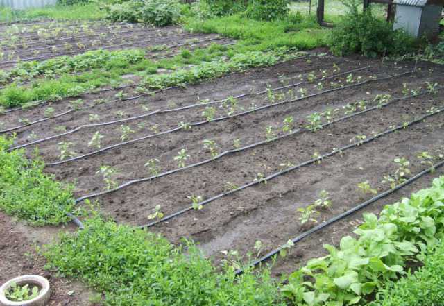 Ирримейк irrigation. Капельный алис. Капельный полив гардена. Капельный алис. Алисса голосовой помощник.
