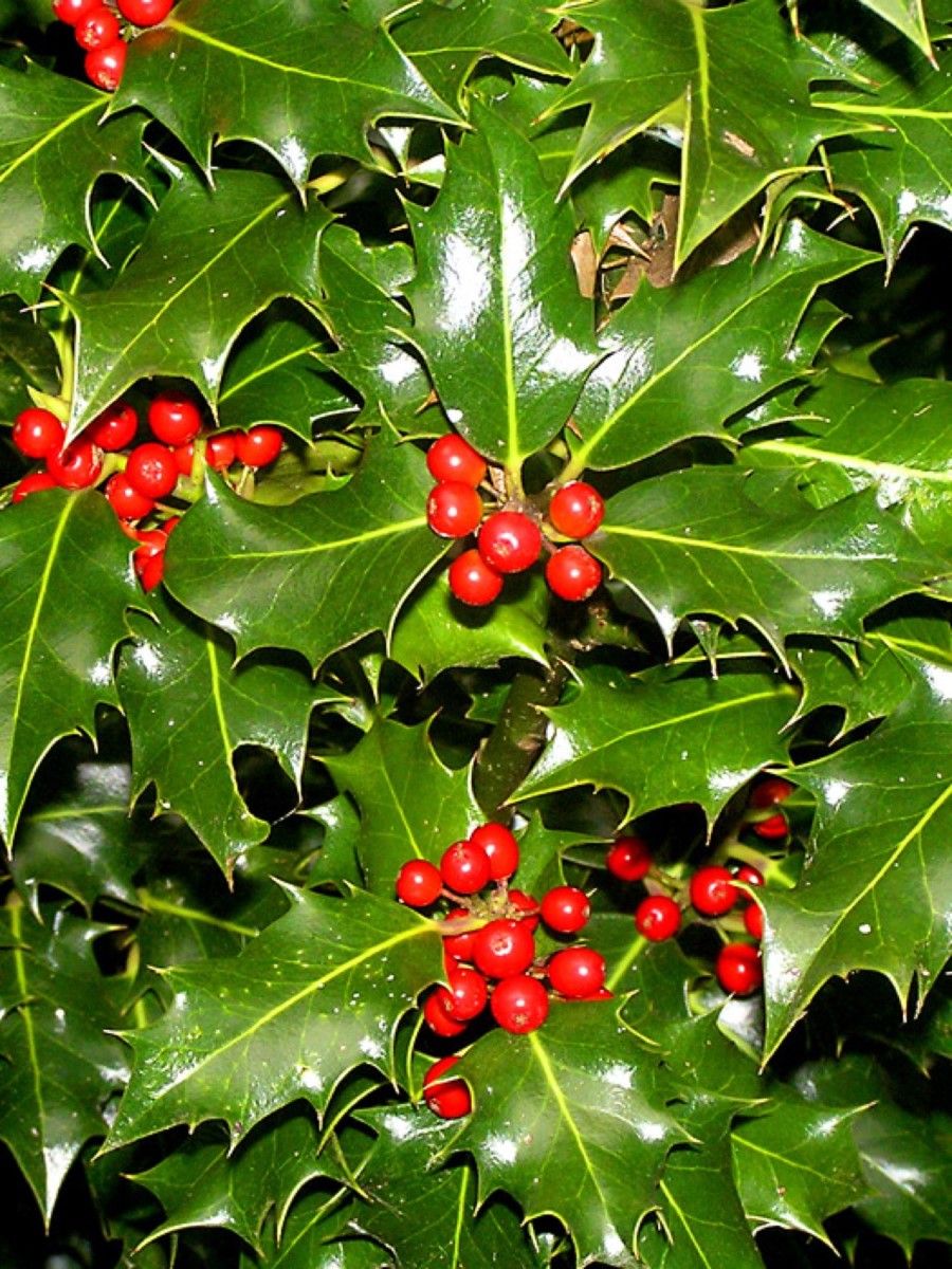 Падуб (остролист) – Holly