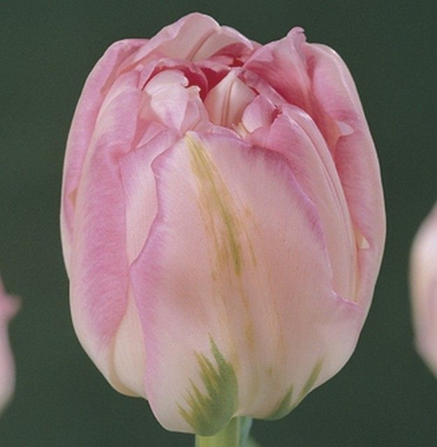 Тюльпан finola фото и описание