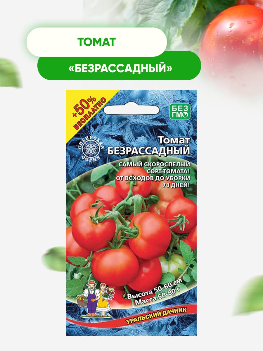 Томат безрассадный описание. Безрассадный помидора сорт. Томаты безрассадные сорта для средней полосы России.