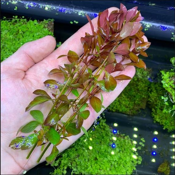 Людвигия болотная (Ludwigia palustris). Живое аквариумное растение.