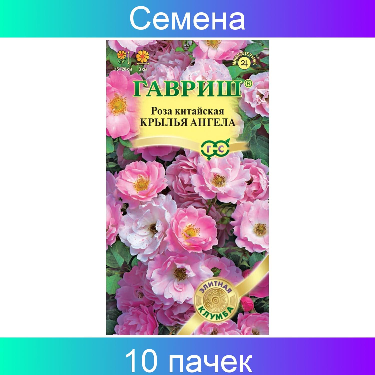 Роза Китайская Крылья Ангела Фото